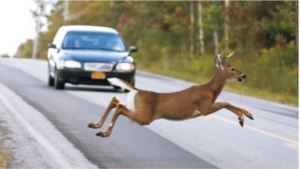 Deer Running into the Road