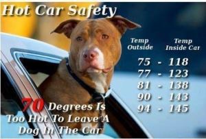 Dog in a hot car infographic